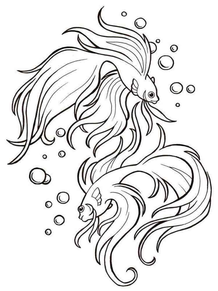 Betta fish coloring pages. Download and print Betta fish coloring pages.